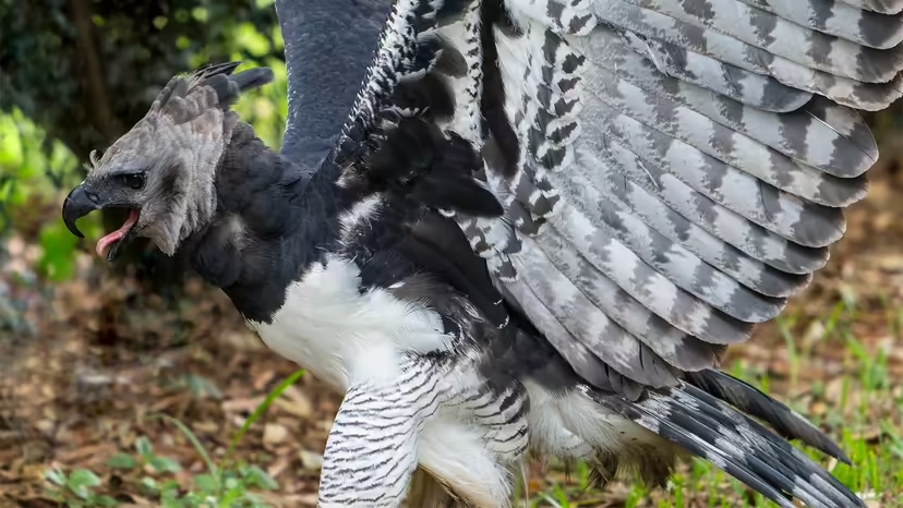 Harpy Eagle, đại bàng Harpy, đại bàng lớn nhất thế giới, chim săn mồi nhiệt đới