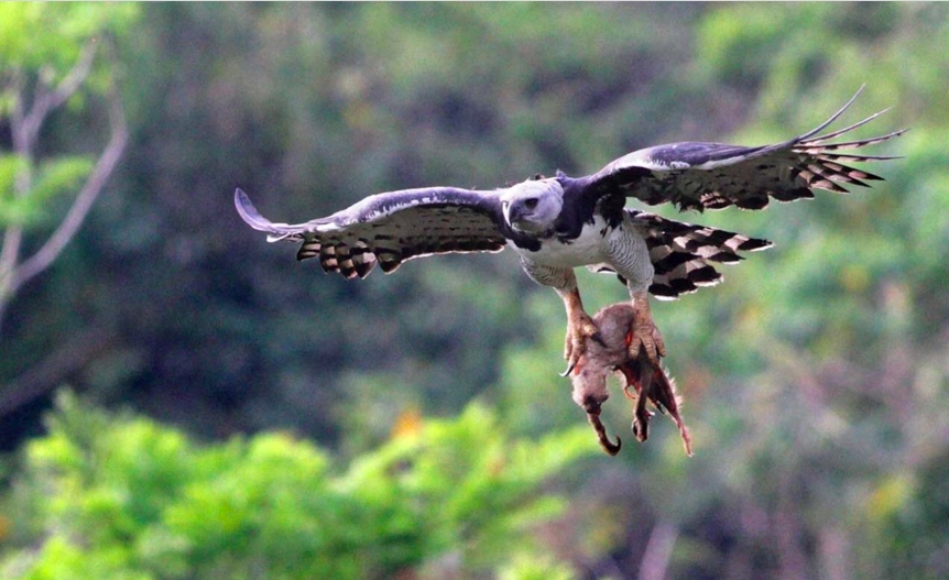 Harpy Eagle – Đại bàng khổng lồ đáng sợ của rừng nhiệt đới