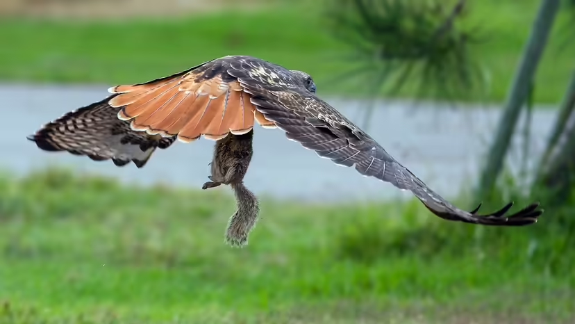 Đại bàng đuôi đỏ, red-tailed hawk, chim săn mồi Bắc Mỹ, chim săn mồi, loài chim lớn Bắc Mỹ