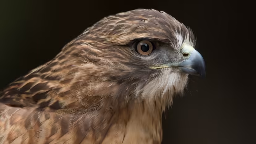Đại bàng đuôi đỏ, red-tailed hawk, chim săn mồi Bắc Mỹ, chim săn mồi, loài chim lớn Bắc Mỹ