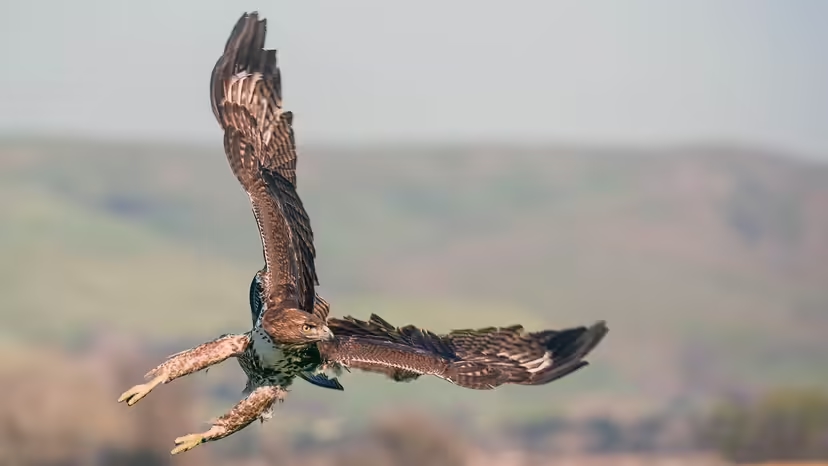 Đại bàng đuôi đỏ, red-tailed hawk, chim săn mồi Bắc Mỹ, chim săn mồi, loài chim lớn Bắc Mỹ