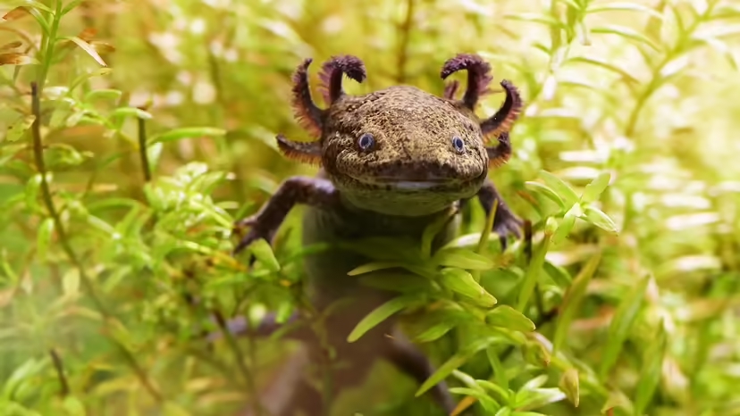 Axolotl, kỳ nhông Mexico, tuổi thọ Axolotl, nuôi Axolotl, môi trường sống Axolotl, bảo tồn Axolotl