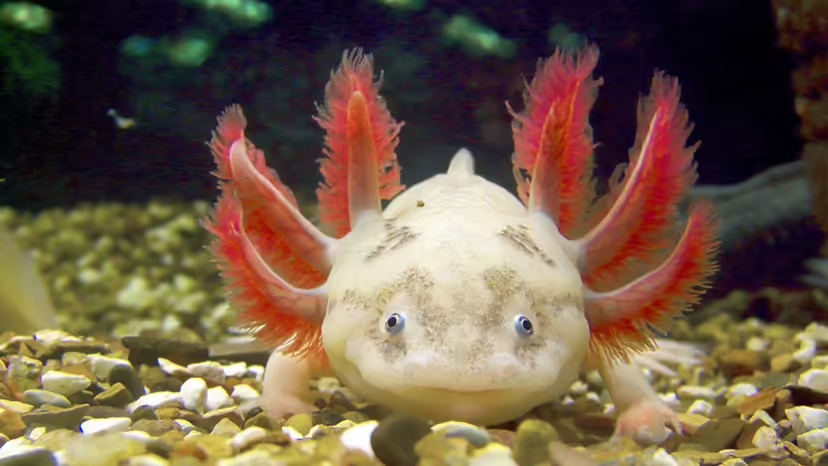 Axolotl, Kỳ nhông Mexico, hồ Xochimilco, môi trường sống Axolotl, bảo tồn Axolotl, nuôi Axolotl