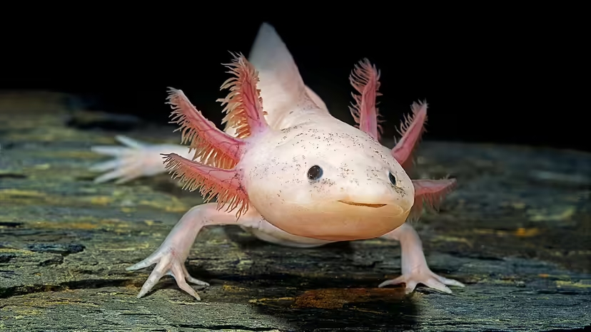 Axolotl ăn gì, chế độ ăn của Axolotl, nuôi Axolotl, thức ăn cho Axolotl