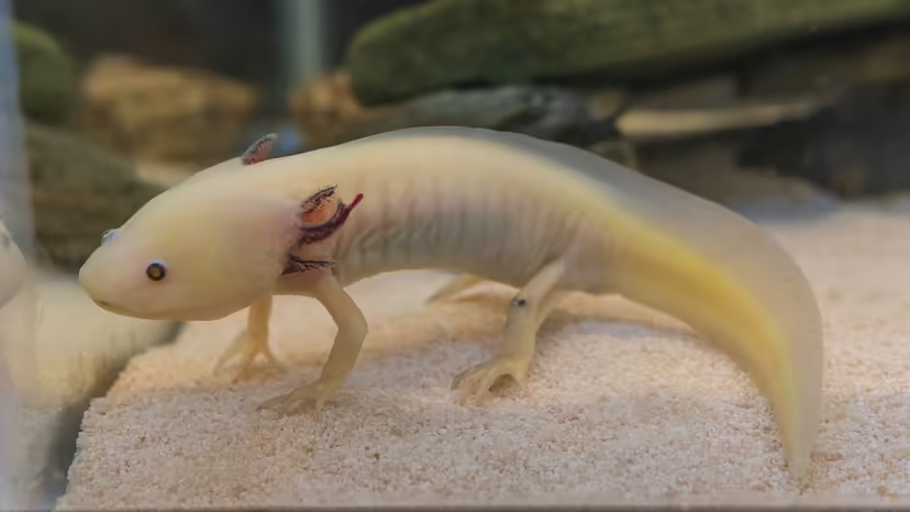 Axolotl ăn gì khi nuôi tại nhà?