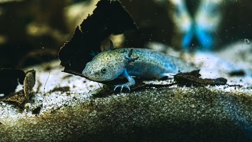 Axolotl ăn gì, chế độ ăn của Axolotl, nuôi Axolotl, thức ăn cho Axolotl