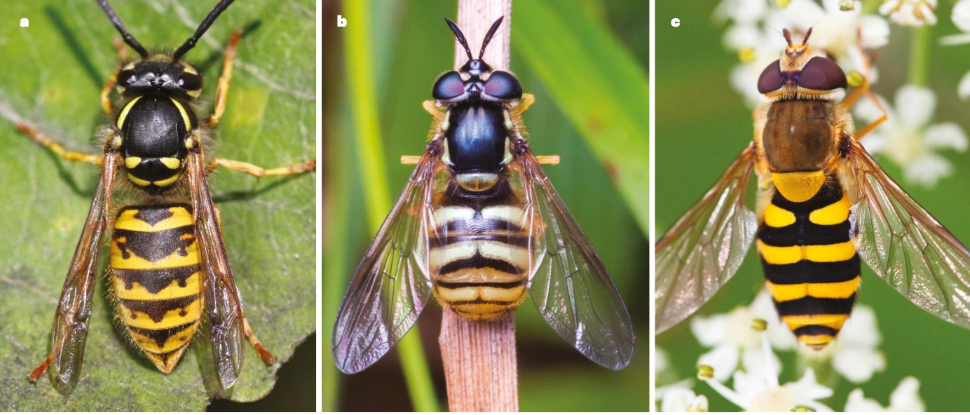Hoverfly, ong vò vẽ, chim, nghiên cứu 3D, tiến hóa, bắt chước, mô phỏng động vật