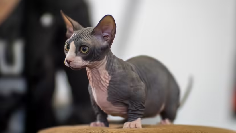 Mèo Bambino, giống mèo lai, mèo không lông, Munchkin, Sphynx, nuôi mèo Bambino