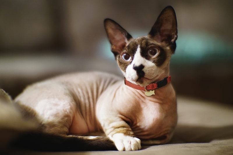 Bambino: Mèo ‘tí hon’ lai Sphynx gây sốt