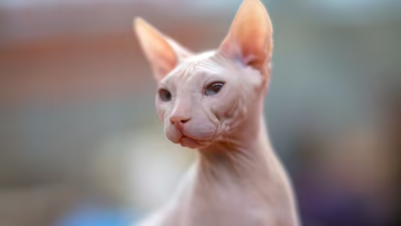 Mèo Donskoy, Don Sphynx, mèo không lông, giống mèo Nga, mèo Donskoy giá bao nhiêu, chăm sóc mèo Donskoy