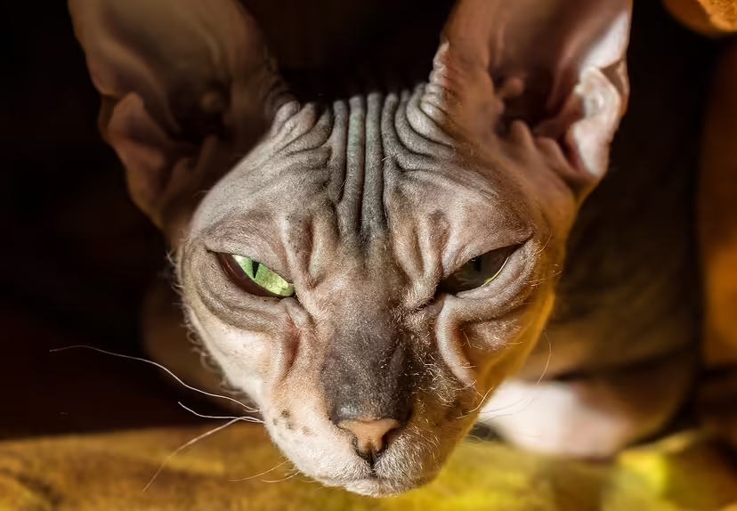 Mèo Donskoy, Don Sphynx, mèo không lông, giống mèo Nga, mèo Donskoy giá bao nhiêu, chăm sóc mèo Donskoy