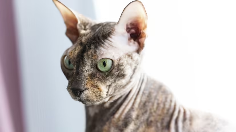 Mèo Donskoy, Don Sphynx, mèo không lông, giống mèo Nga, mèo Donskoy giá bao nhiêu, chăm sóc mèo Donskoy