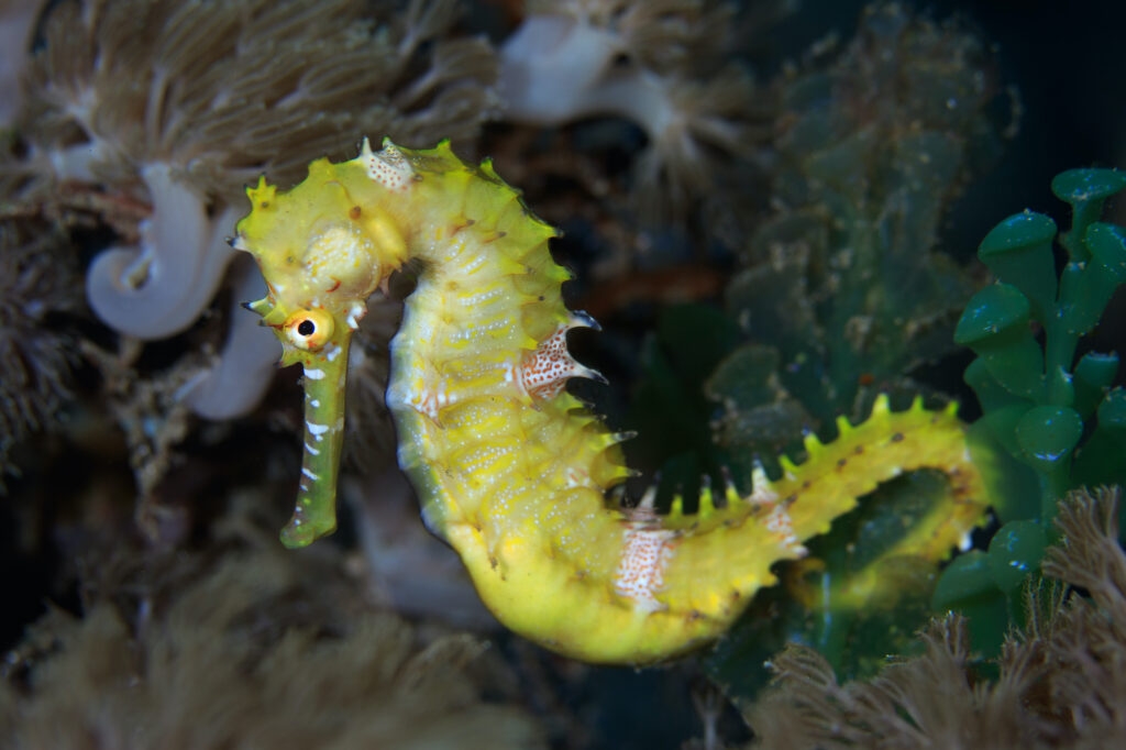 Cá ngựa đực, cá ngựa sinh con, Syngnathidae, cá ngựa mang thai