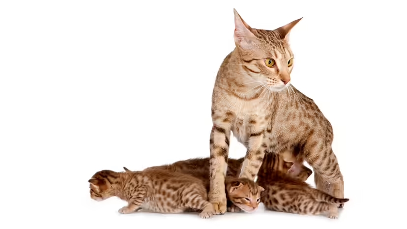 Mèo ít gây dị ứng, mèo hypoallergenic, dị ứng lông mèo, Fel d 1