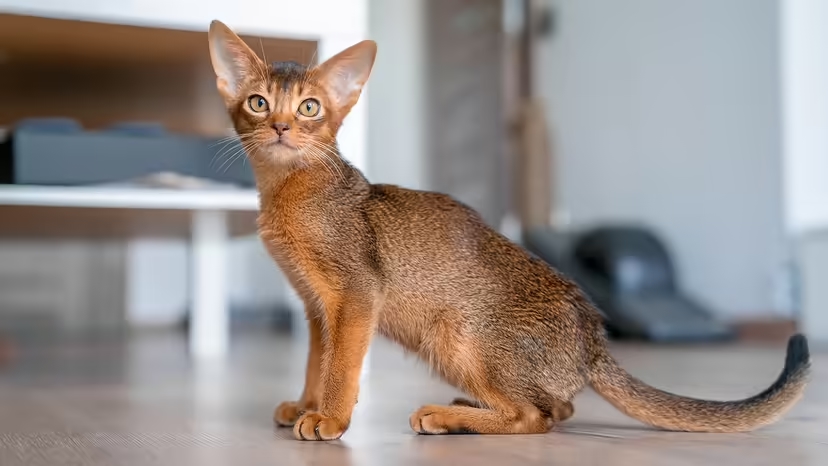 Mèo ít gây dị ứng, mèo hypoallergenic, dị ứng lông mèo, Fel d 1
