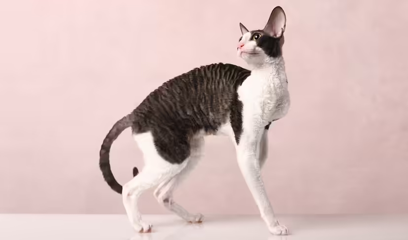 Mèo ít gây dị ứng, mèo hypoallergenic, dị ứng lông mèo, Fel d 1