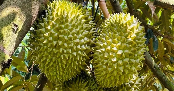 Sầu riêng, xuất khẩu sầu riêng, đại gia trồng sầu riêng, Hoàng Anh Gia Lai, Thaco Agri, bầu Đức, Trần Bá Dương, sầu riêng Musang King, thị trường Trung Quốc