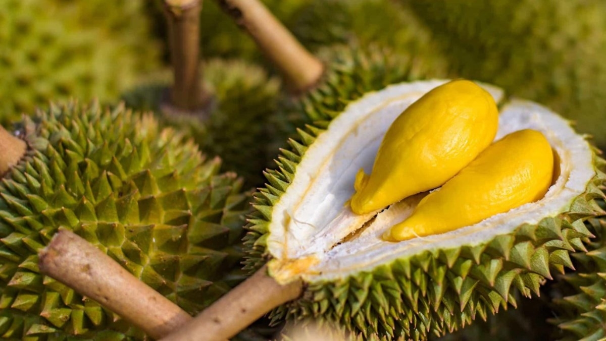 Sầu riêng, xuất khẩu sầu riêng, đại gia trồng sầu riêng, Hoàng Anh Gia Lai, Thaco Agri, bầu Đức, Trần Bá Dương, sầu riêng Musang King, thị trường Trung Quốc