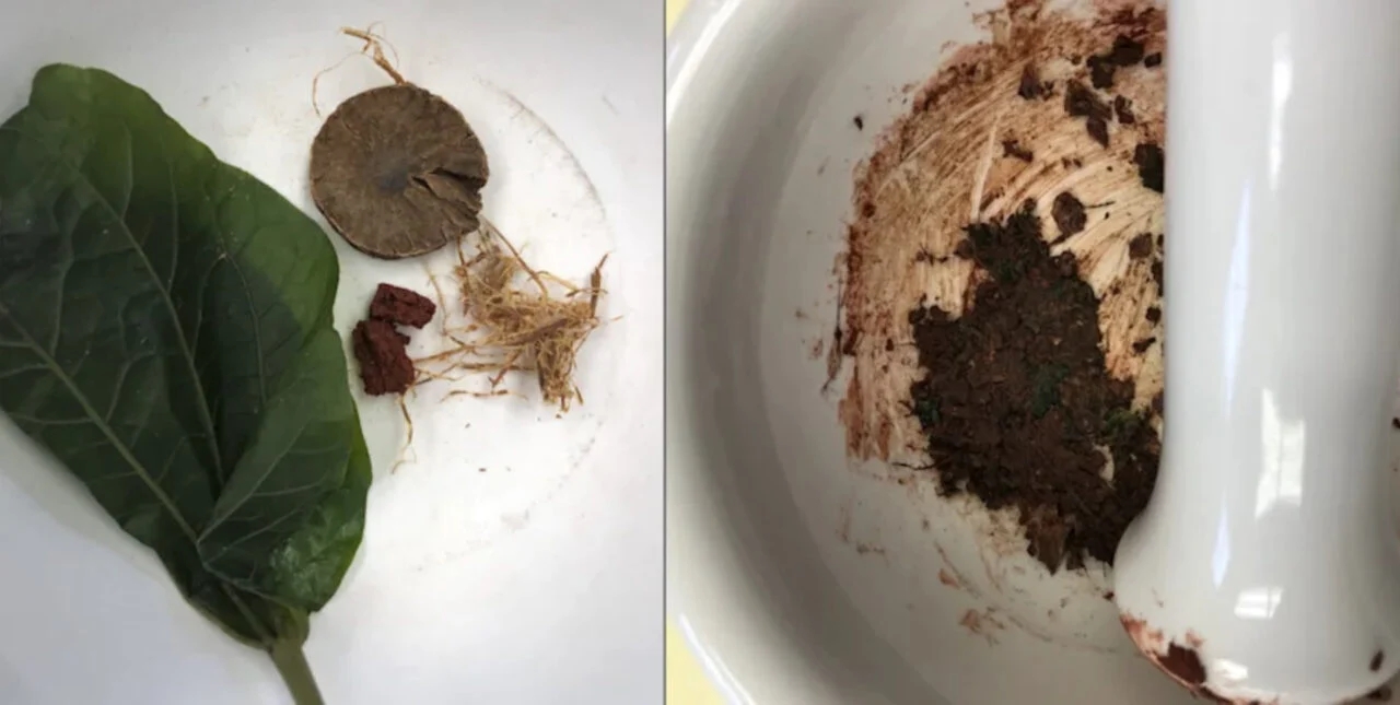 Nhai hạt cau cổ đại, khảo cổ học Đông Nam Á, hạt cau thời Đồ Đồng, betel nut, di tích Nong Ratchawat, Piyawit Moonkham