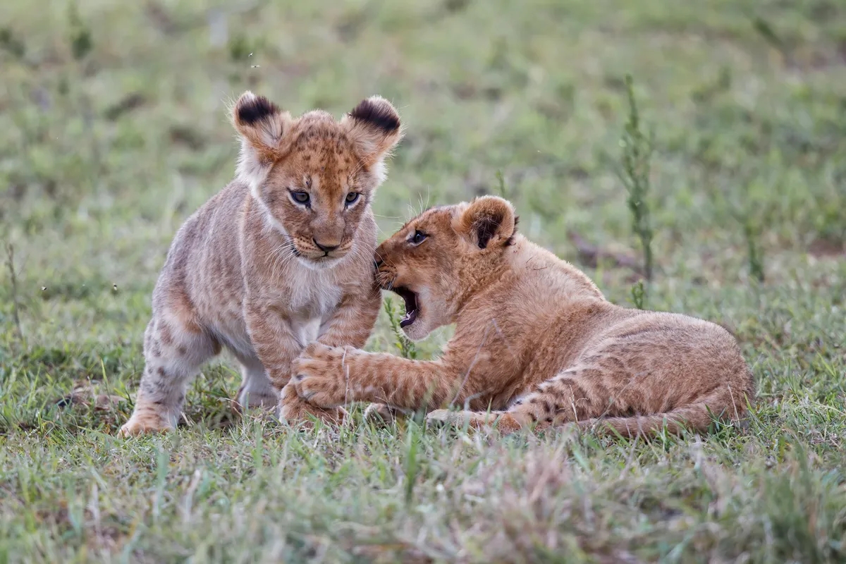 Sư tử con, đốm lông sư tử, ngụy trang động vật, big cat sanctuary, động vật hoang dã, cheetah, báo gêpa, sư tử Barbary