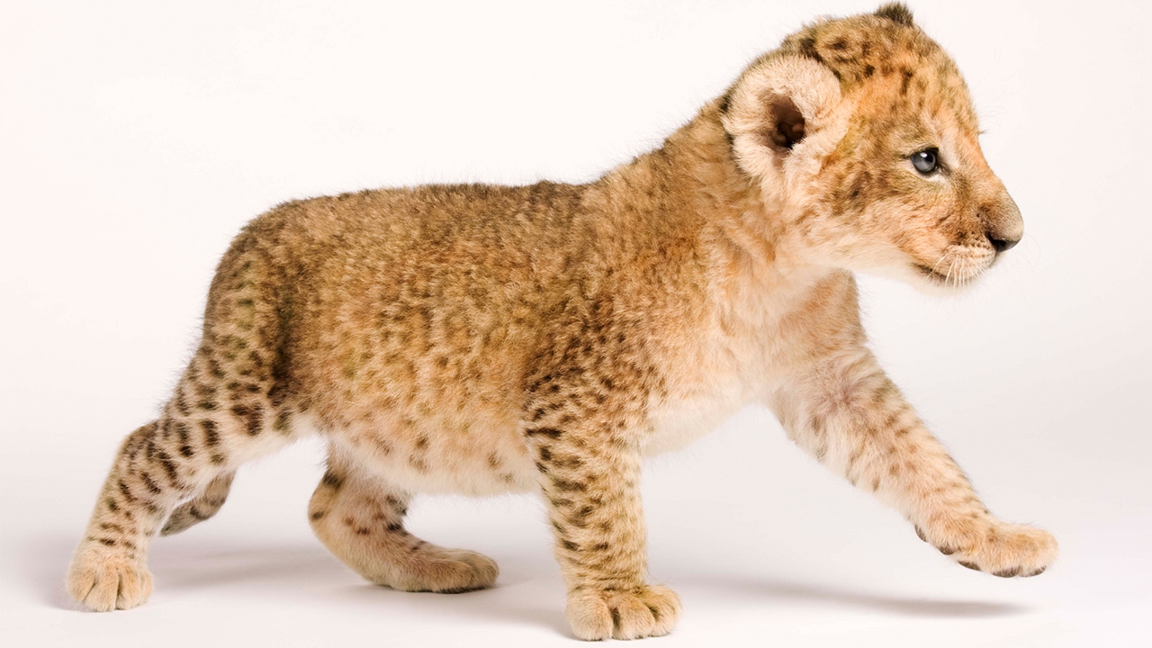 Sư tử con, đốm lông sư tử, ngụy trang động vật, big cat sanctuary, động vật hoang dã, cheetah, báo gêpa, sư tử Barbary