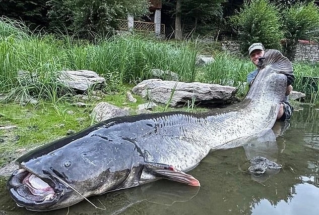 câu cá trê khổng lồ, Jakub Vagner, hồ Vranov, Cộng hòa Séc, cá trê 2,7 m