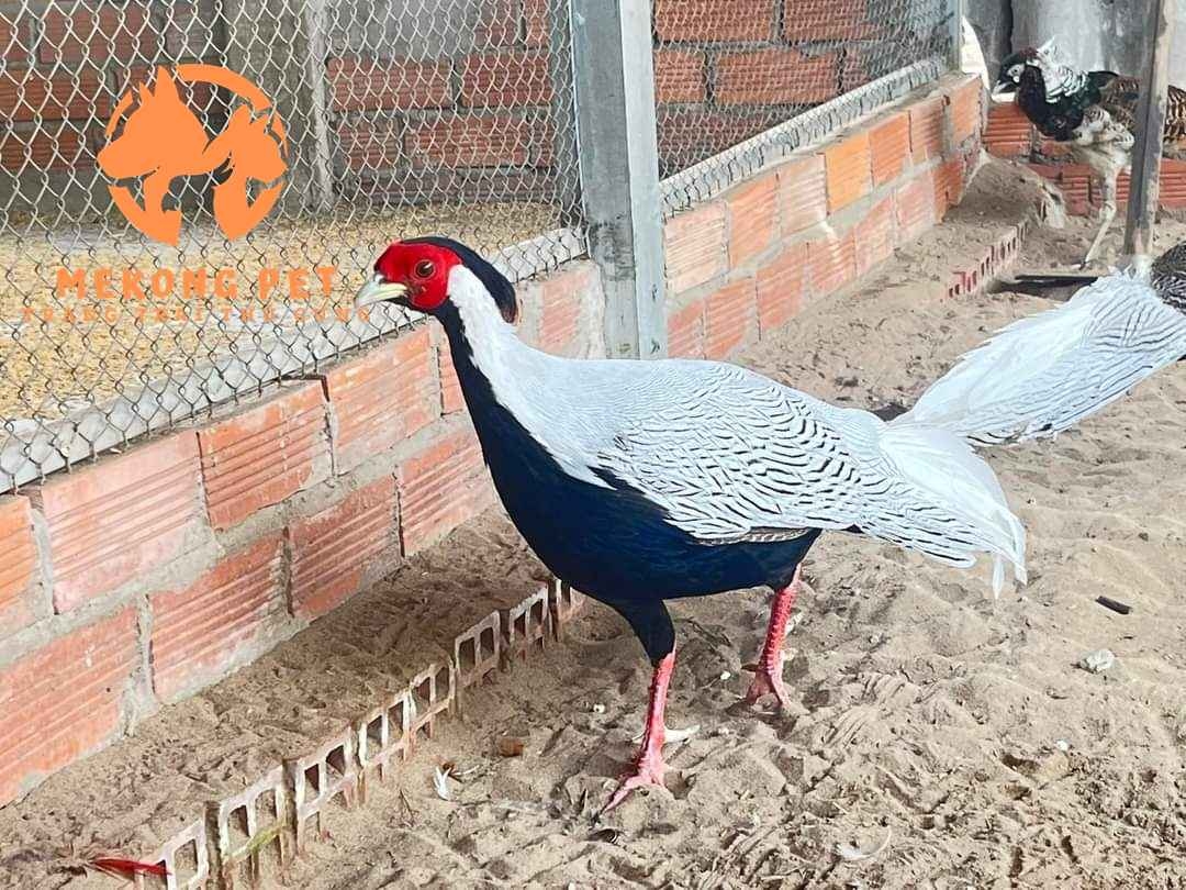 Gà lôi trắng, gà lôi trắng quý hiếm