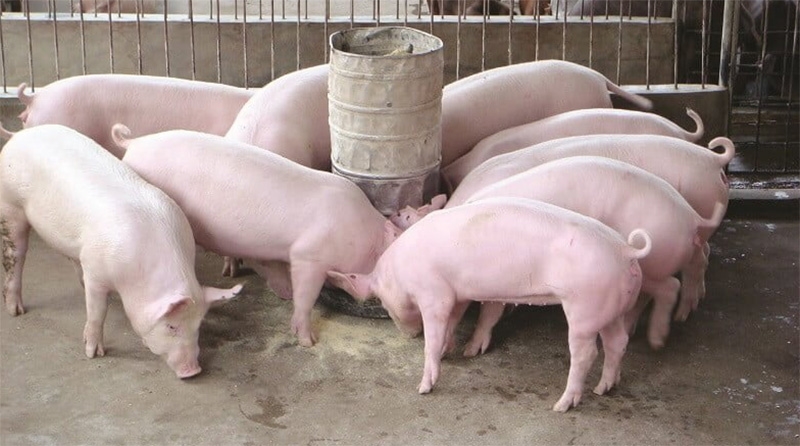 Giá heo hơi hôm nay, giá heo hơi 10/9, giá heo hơi miền Bắc, giá heo hơi miền Trung Tây Nguyên, giá heo hơi miền Nam