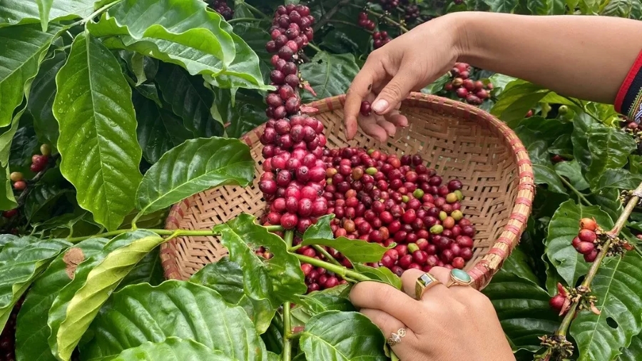 Giá cà phê hôm nay, Giá cà phê 11/9, giá cà phê thế giới, giá cà phê trong nước, thị trường cà phê