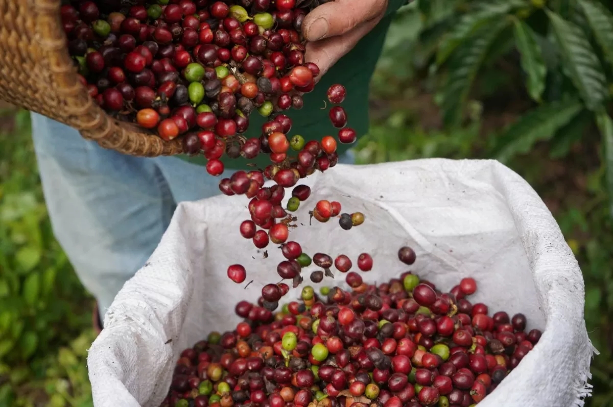 Giá cà phê hôm nay, Giá cà phê 11/9, giá cà phê thế giới, giá cà phê trong nước, thị trường cà phê
