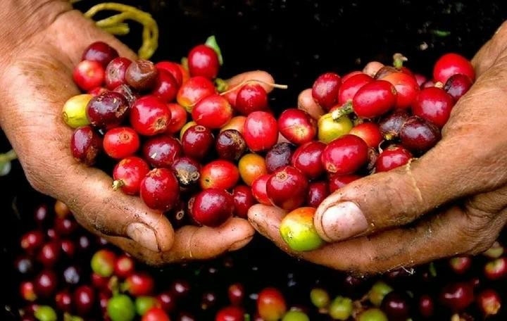 Giá cà phê 12/9/2025, dự báo giá cà phê, giá cà phê hôm nay, giá cà phê Robusta, giá cà phê Arabica, giá cà phê Tây Nguyên