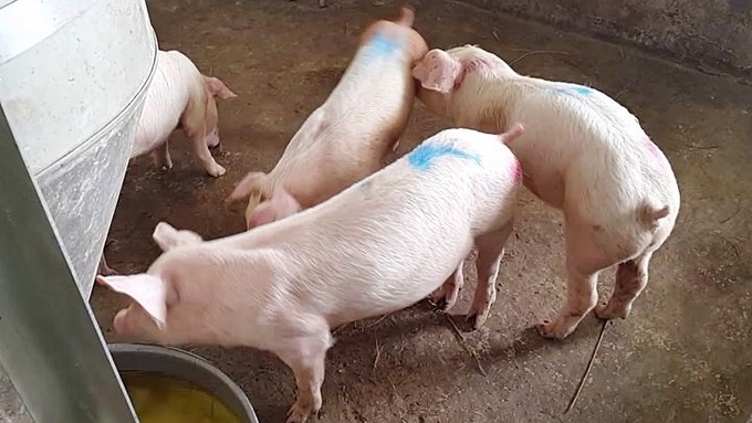 Giá heo hơi Đồng Nai, giá heo hơi hôm nay, Giá heo, thị trường heo hơi 2025, giá heo hơi miền Nam, dự báo giá heo hơi