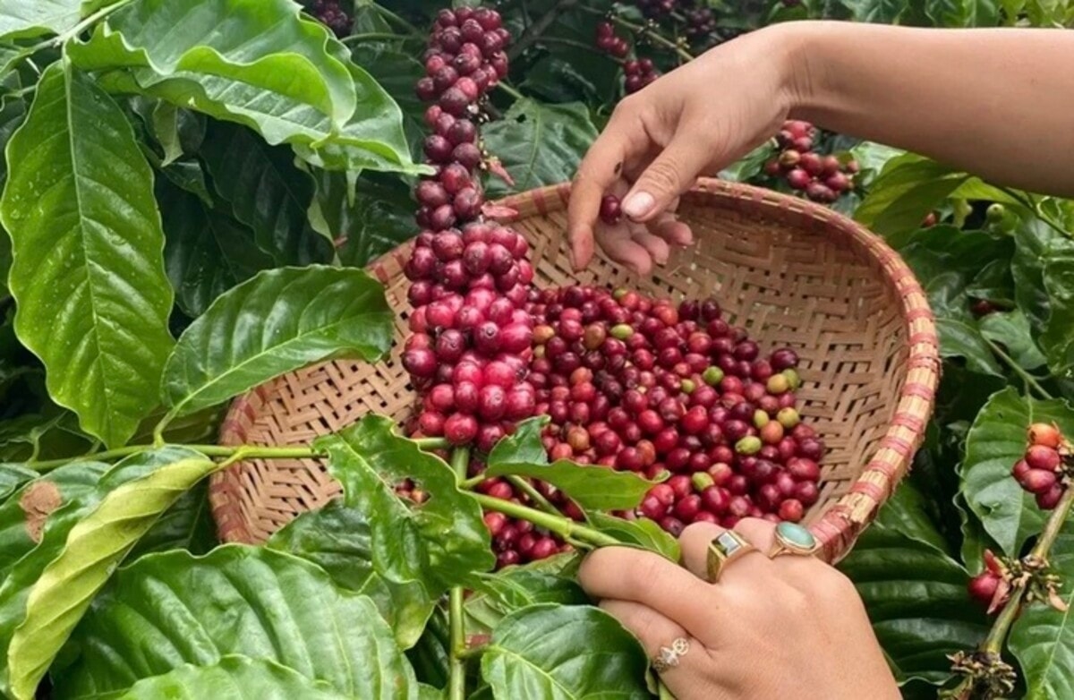Giá tiêu hôm nay, Giá tiêu 11/9/2025, giá hồ tiêu, thị trường hồ tiêu, xuất khẩu hồ tiêu