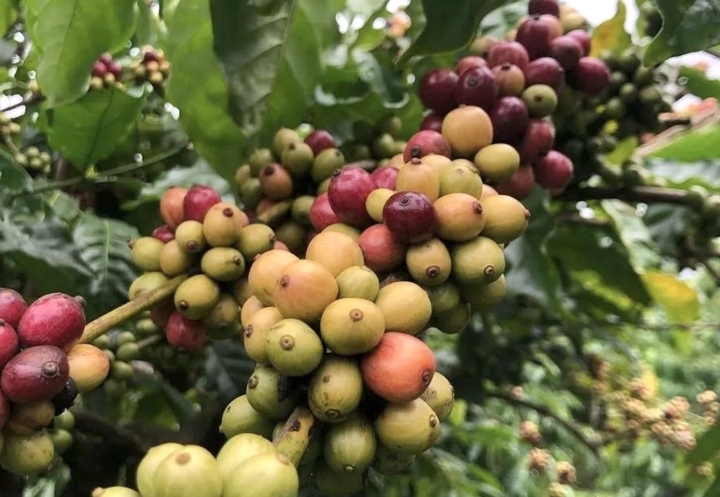 Giá cà phê hôm nay 13/9, giá cà phê, giá cà phê Tây Nguyên, giá cà phê Robusta, giá cà phê Arabica