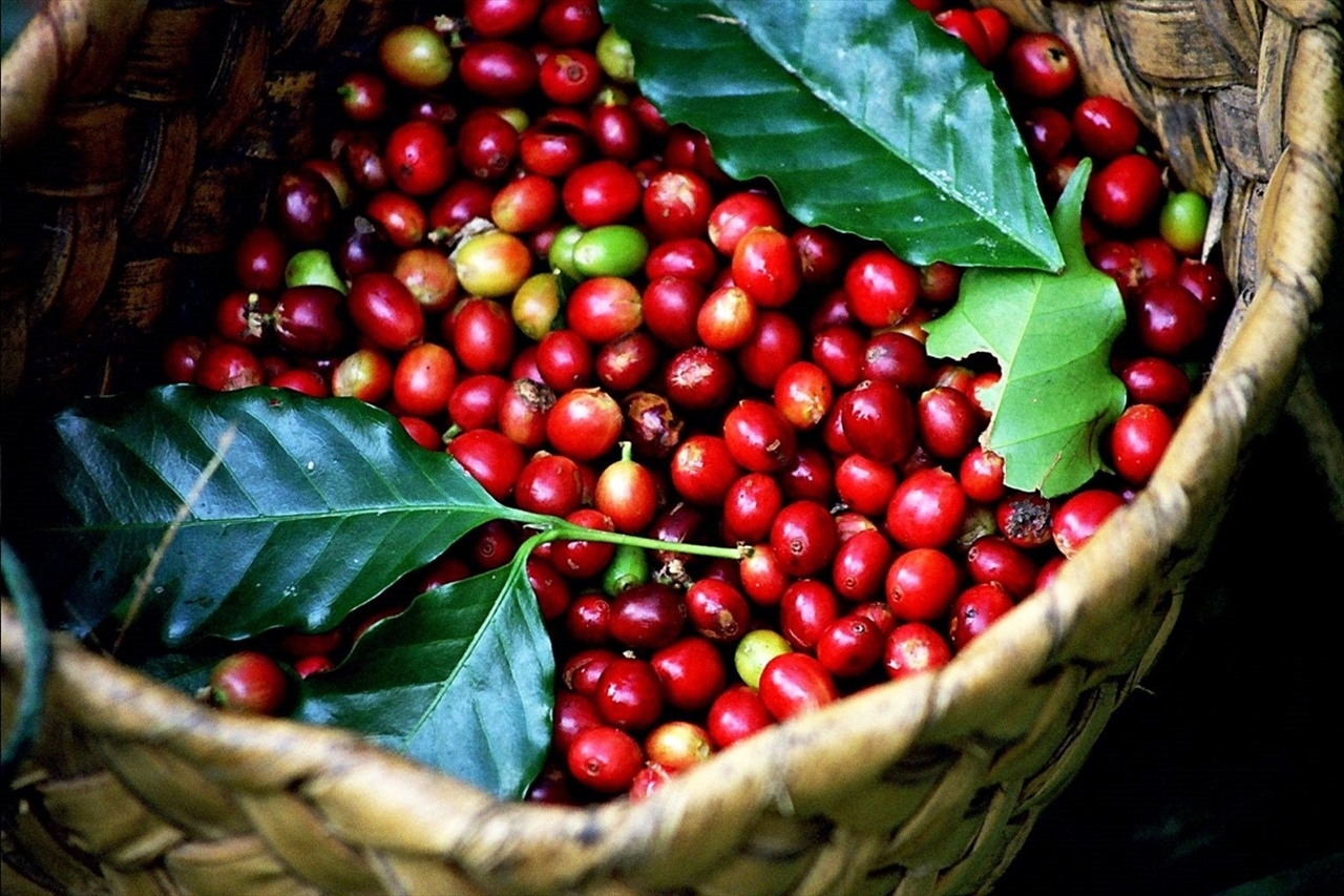 https://mtv.vn/gia-ca-phe-12-9-2025-robusta-but-toc-arabica-chung-lai-32916