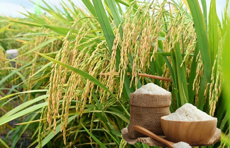 giá lúa hôm nay 13/9, giá gạo hôm nay, giá gạo xuất khẩu 13/9, giá lúa gạo Đồng bằng sông Cửu Long, thị trường gạo Việt Nam