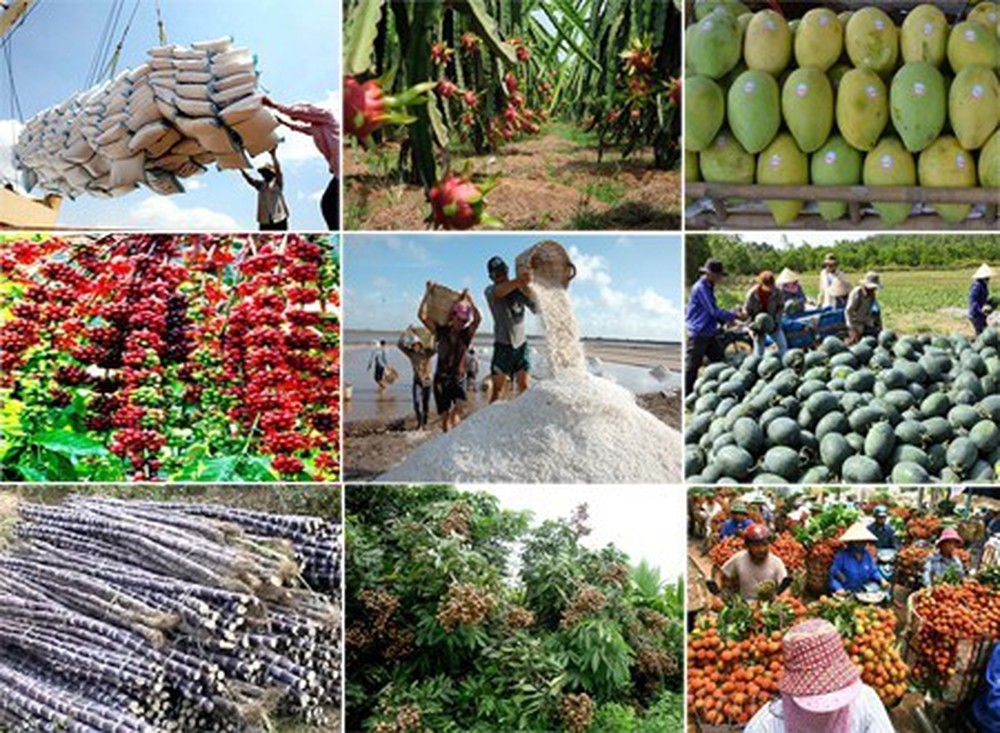 Giá nông sản 13/9/2025, Giá nông sản hôm nay 13/9, giá cà phê hôm nay, giá hồ tiêu hôm nay, thị trường nông sản 2025