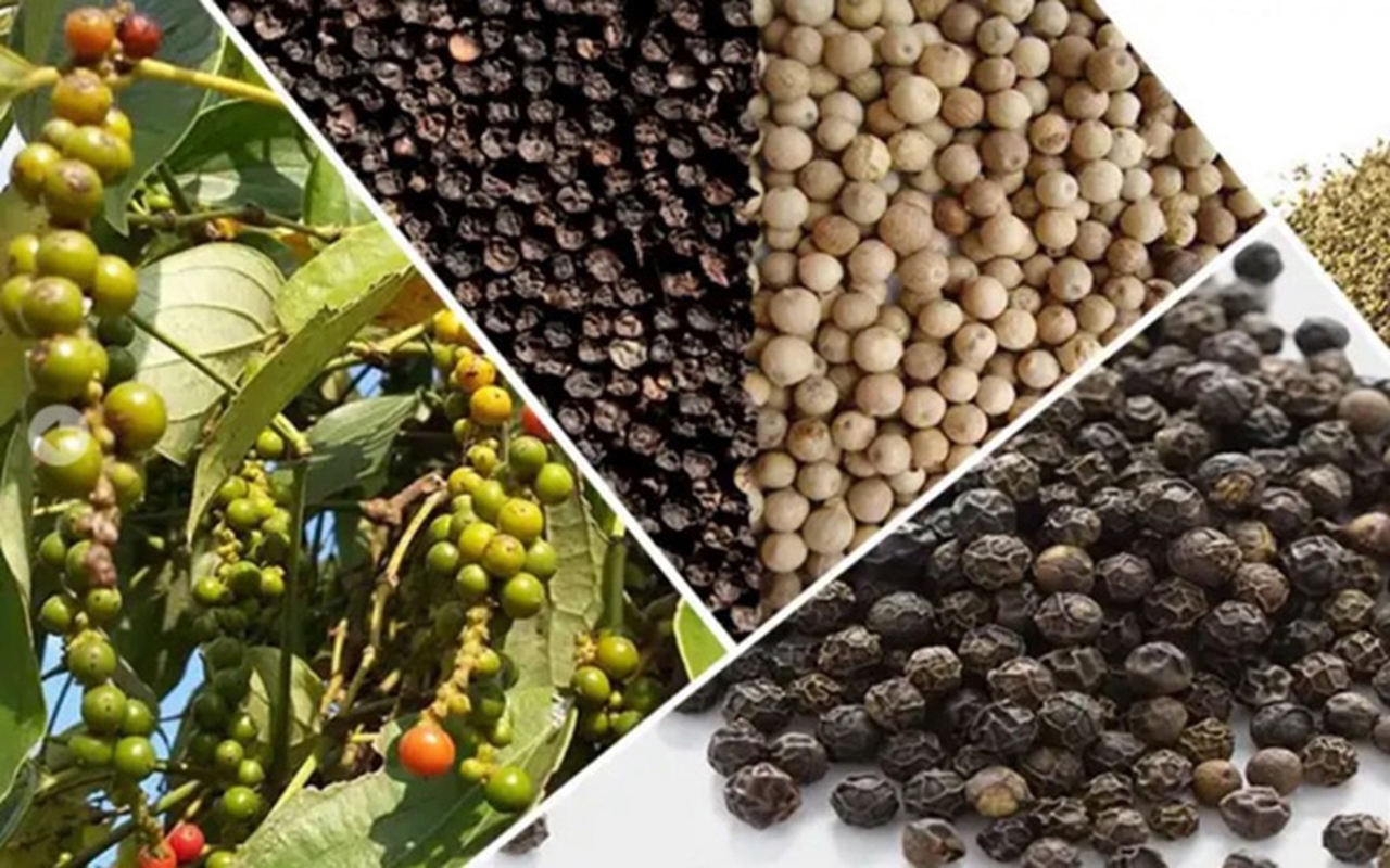 Giá tiêu hôm nay 13/9, giá tiêu, thị trường hồ tiêu, giá tiêu Brazil, xuất khẩu hồ tiêu Việt Nam
