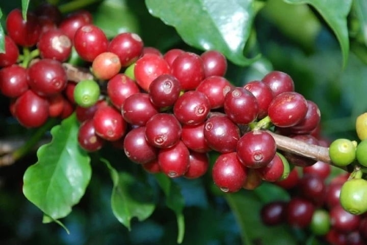 Giá cà phê hôm nay 16/9/2025, Giá cà phê 16/9/2025, giá cà phê Robusta, giá cà phê Arabica, giá cà phê Tây Nguyên, thị trường cà phê