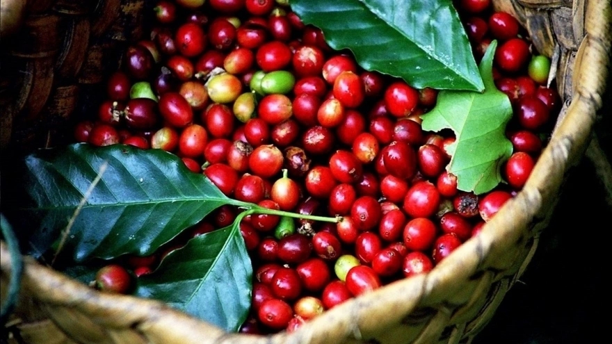 Giá cà phê hôm nay 16/9/2025, Giá cà phê 16/9/2025, giá cà phê Robusta, giá cà phê Arabica, giá cà phê Tây Nguyên, thị trường cà phê