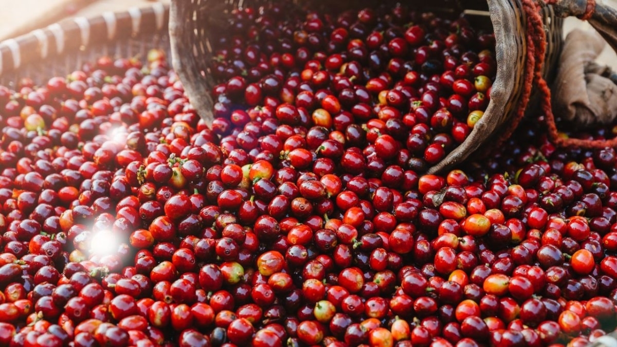 Giá cà phê hôm nay 16/9/2025, Giá cà phê 16/9/2025, giá cà phê Robusta, giá cà phê Arabica, giá cà phê Tây Nguyên, thị trường cà phê
