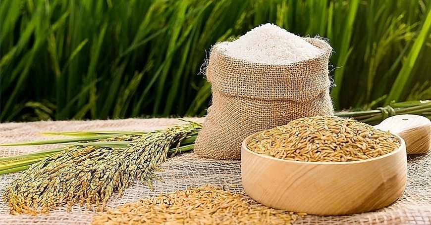 Giá lúa gạo hôm nay 16/9/2025, Giá lúa gạo 16/9/2025, giá gạo Việt Nam, giá gạo xuất khẩu, thị trường gạo ĐBSCL, Philippines nhập khẩu gạo