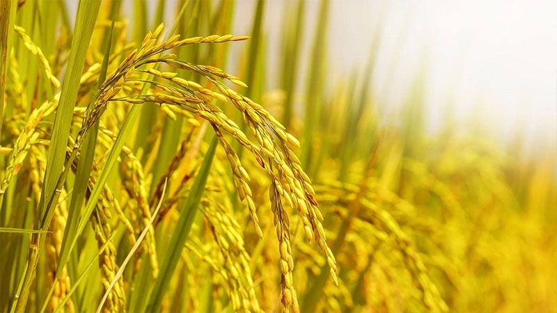 Giá lúa gạo hôm nay 16/9/2025, Giá lúa gạo 16/9/2025, giá gạo Việt Nam, giá gạo xuất khẩu, thị trường gạo ĐBSCL, Philippines nhập khẩu gạo