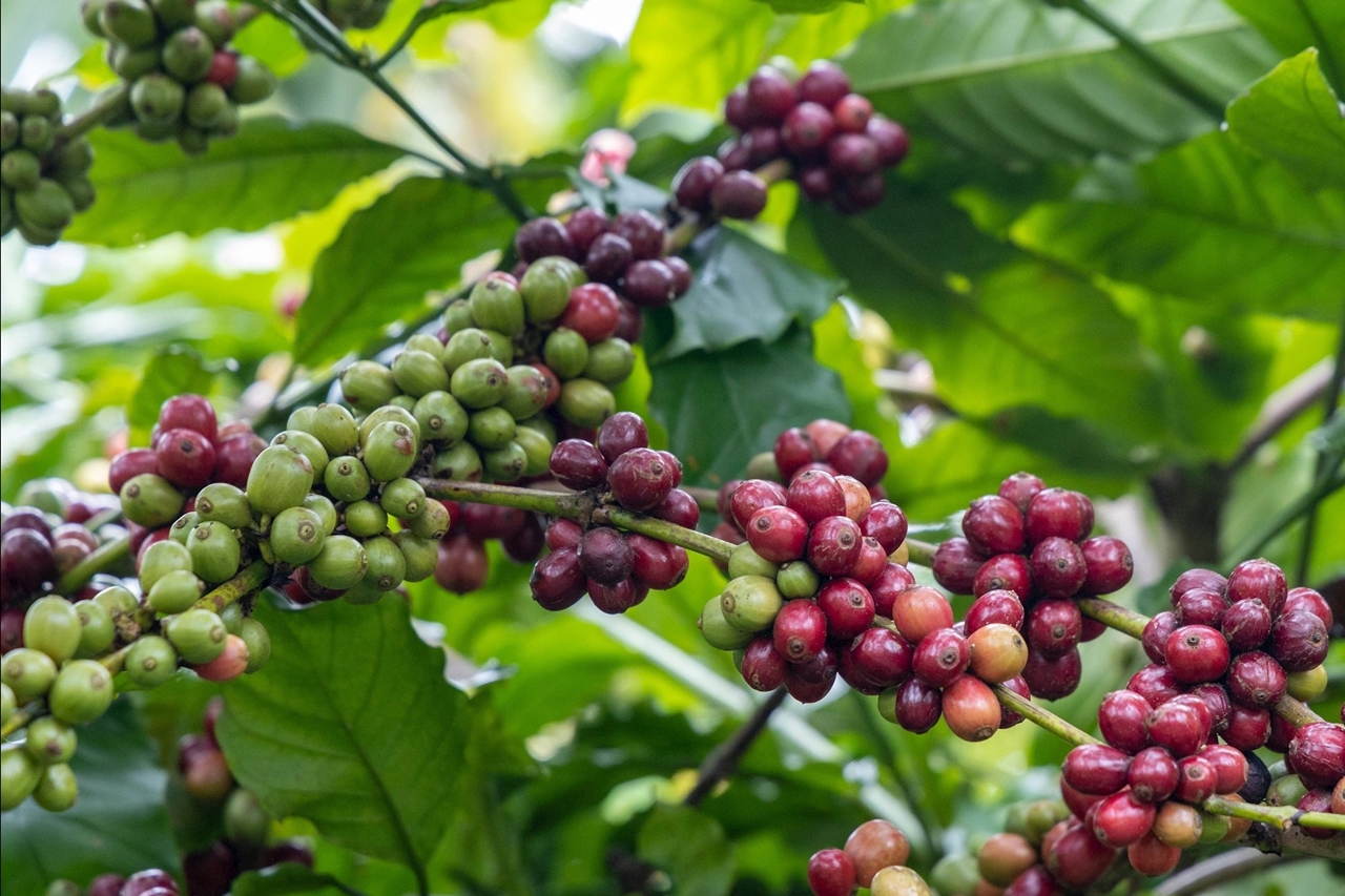 Giá cà phê hôm nay 17/9/2025, giá cà phê 17/9/2025, giá cà phê Tây Nguyên, cà phê Robusta, cà phê Arabica, thị trường cà phê thế giới