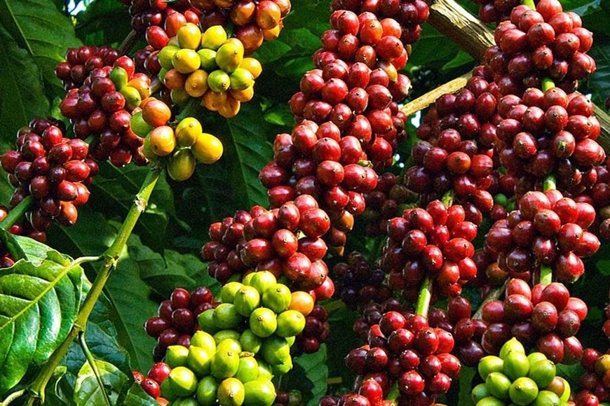 Giá cà phê hôm nay 17/9/2025, giá cà phê 17/9/2025, giá cà phê Tây Nguyên, cà phê Robusta, cà phê Arabica, thị trường cà phê thế giới
