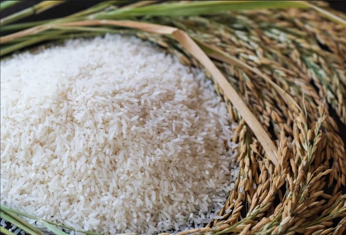 Giá lúa gạo hôm nay 17/9, giá gạo xuất khẩu, gạo Jasmine, ĐBSCL, thị trường gạo Việt Nam, Philippines nhập khẩu gạo