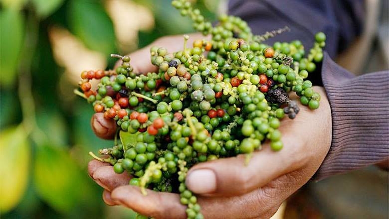 giá tiêu hôm nay 17/9/2025, giá tiêu, giá tiêu Đắk Nông, thị trường tiêu, giá hồ tiêu thế giới