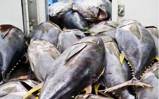 Xuất khẩu cá ngừ Việt sang Mỹ giảm mạnh vì thuế quan