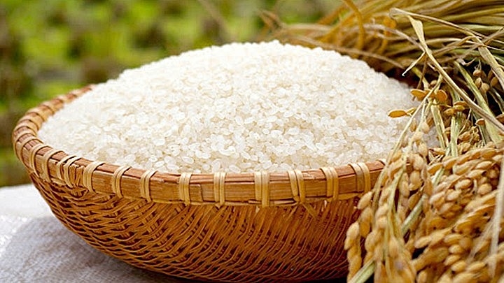 Giá lúa gạo hôm nay 19/9/2025, giá gạo xuất khẩu, thị trường gạo Việt Nam, giá gạo Đồng bằng sông Cửu Long, triển vọng giá gạo toàn cầu