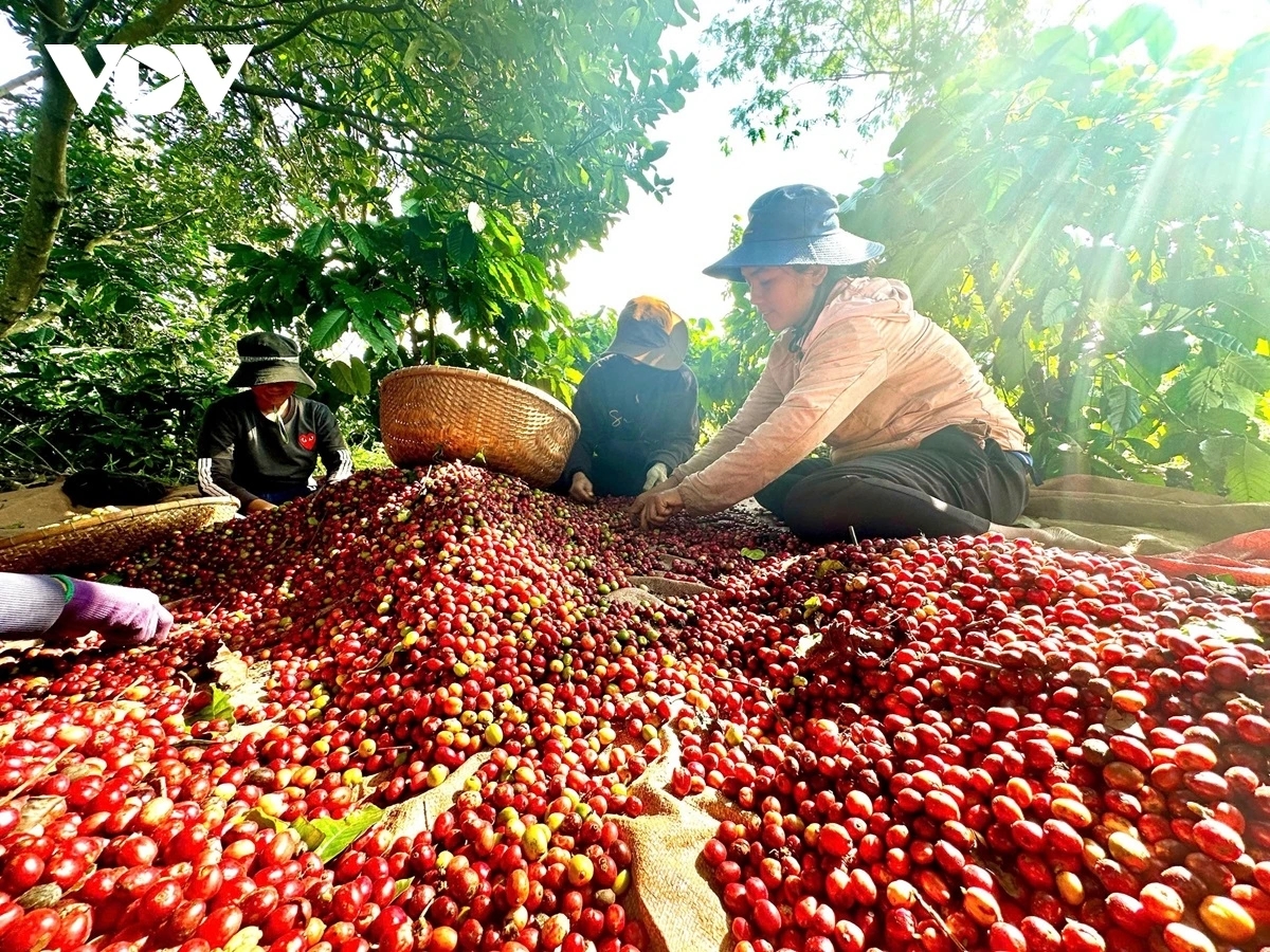 Giá cà phê hôm nay 20/9, giá cà phê, Giá cà phê 20/9/2025, giá Arabica, giá Robusta, giá cà phê trong nước, giá cà phê thế giới